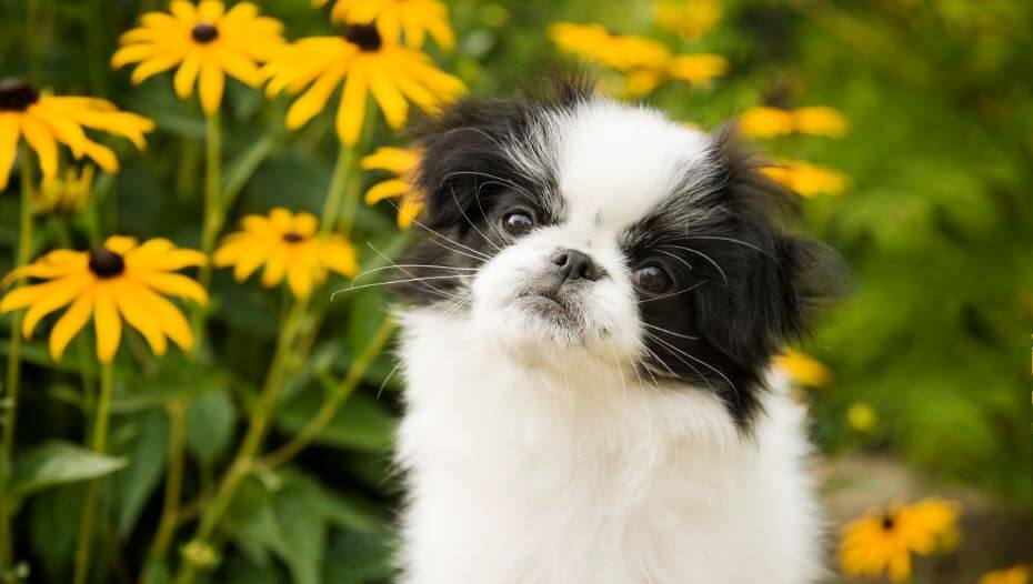 White store japanese chin